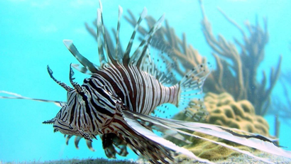 In this July, 2007 file photo released by Oregon State University, a lionfish swims off Lee Stocking Island, Bahamas. Jamaica's government announced on Saturday, April 12, 2014 a big decline in sightings of lionfish, the voracious invasive species that has been wreaking havoc on regional reefs for years and wolfing down native juvenile fish and crustaceans. They have been such a worrying problem that divers in the Caribbean and Florida are encouraged to capture them whenever they can to protect reefs and native marine life already burdened by pollution, over fishing and the effects of climate change. (AP Photo/Mark Albins/Oregon State University