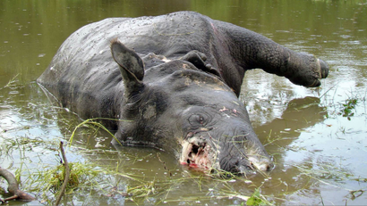 An Indian Rhinoceros lies dead with its horn missing at Kaziranga National Park, about 220 km (137 miles) east of the northeastern Indian city of Guwahati June 6, 2008. Poachers have killed at least 10 rhinos in two national parks in Assam state since January, eight of them at the Kaziranga National Park. Horns fetch up to $10,000 and demand is soaring in China and Southeast Asian countries, wildlife experts say. REUTERS/Stringer