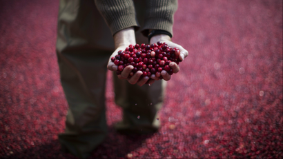 An employee of the Ocean Spray company holds cranberries as he stands in a pool of some 2000 pounds (907 kg) of floating cranberries at a promotional cranberry bog display set up at New York's Rockefeller Center, October 17, 2014. The exhibit in the heavily trafficked area of midtown Manhattan has cranberry farmers and scientists from the company on hand to answer questions about their cranberry products' health benefits and the growing process. REUTERS/Mike Segar (UNITED STATES - Tags: SOCIETY FOOD AGRICULTURE BUSINESS TPX IMAGES OF THE DAY)