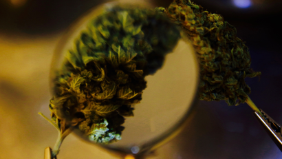 Magnified marijuana bud.