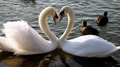 Two swans form the shape of a heart with their necks as they float on the Lake Geneva, Switzerland, Monday, Feb. 10, 2003, heralding the upcoming Valentine's Day on Friday, Feb 14th. (AP Photo/Keystone, Martial Trezzini)