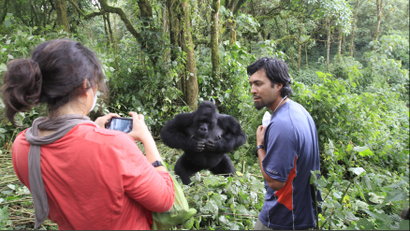tourist in virunga park with gorilla