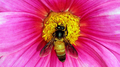 India-bees-biodiversity