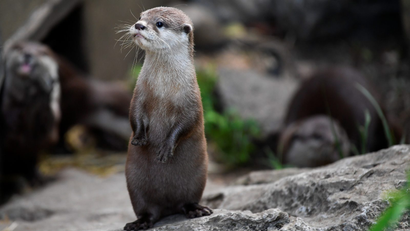 A two-month-old otter pup