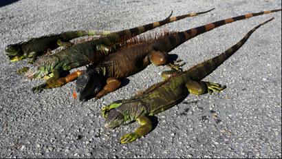 Iguanas in Florida
