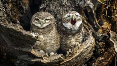 Two owls sit in a tree. The one on the right appears to be yawning.