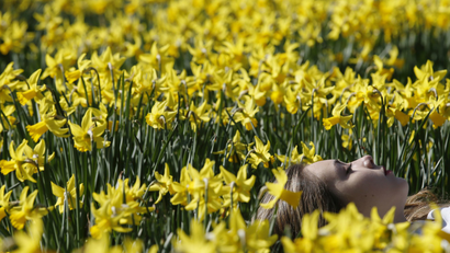 A woman rests among spring daffodils in the sun as the weather warms in London March 9, 2014.