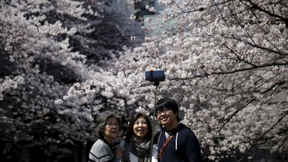 Cherry blossoms viewing season in Japan