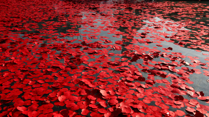 Poppies float in the water after they are thrown into the fountain in Trafalgar Square to mark Armistice Day in London, Friday, Nov. 11, 2016. A commemoration service and two minute silence was held in the Square to mark a national day of remembrance