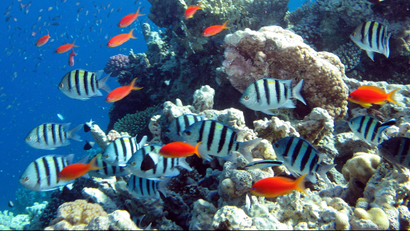 Fish swim past a reef in the Red Sea in Dahab