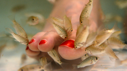 Tracy Roberts, 33, of Rockville, Md. has her toes nibbled on by a type of carp called garra rufa, or doctor fish, during a fish pedicure treatment at Yvonne Hair and Nails salon in Alexandria, Va. on Thursday July 17, 2008.