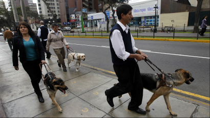 Guide dogs leading their owners on a street.