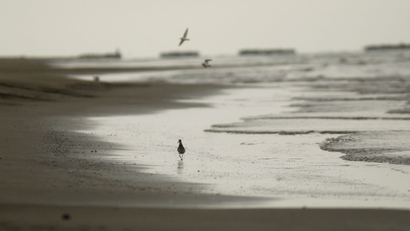 A bird walking along a shoreline