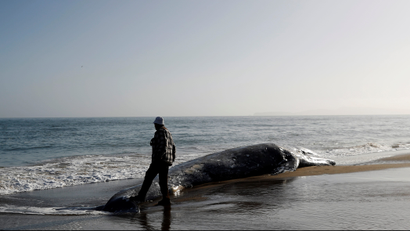 A man touches the tail of a dead gray whale with his foot on Limantour Beach at Point Reyes National Seashore in Point Reyes Station, north of San Francisco, California, U.S., May 23, 2019.