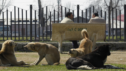 India-stray-dogs