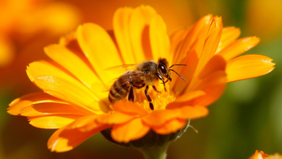 A bee sitting on a Marigold flower in a field of a private plantation near the village of Pishchalovo