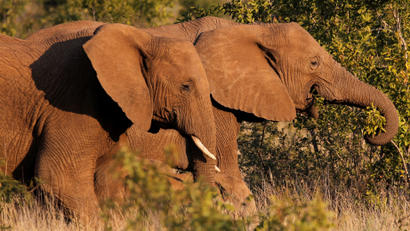 A pair of elephants walk in a national park in South Africa.