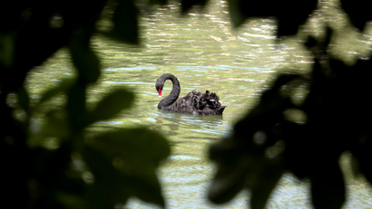 A black swan swims in a lake inside the Retiro Park in Madrid