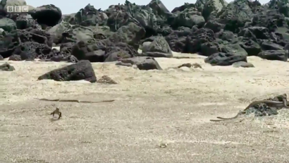 Multiple snakes chase a young iguana across a pebbly beach in the Galapagos.