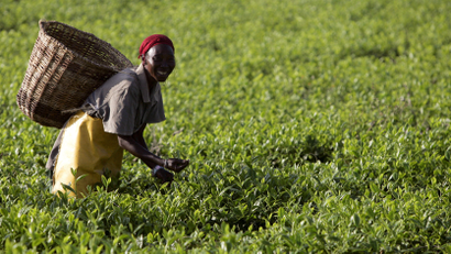 Workers pick tea at a plantation outside Kericho February 6, 2008. Kenyan business leaders on Tuesday urged politicians to move quickly to end a post-election crisis that has killed 1,000 people and threatens progress in east Africa's biggest economy.
