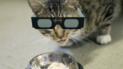 A cat wearing solar glasses looking up from a food bowl.