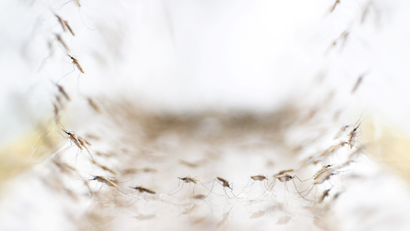 Anopheles minimus mosquitoes are pictured at a lab in the Public Health Ministry in Bangkok