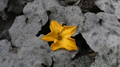 A single yellow flower blooms among grey ivy.