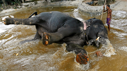 An elephant struggles to stand up while having a bath with its mahout ahead of the annual Perahera (street parade) at Rajamha viharaya Buddhist temple in Colombo, Sri Lanka September 9, 2016.