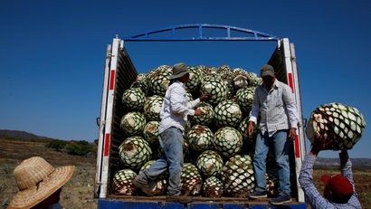 Teslaquila will need to gets its agave from Mexico.