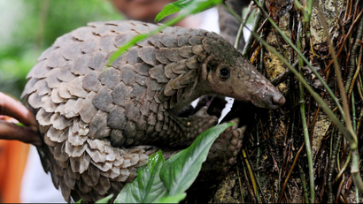 A pangolin is released into the wild by Natural Resources Conservation Agency (BKSDA) officials at a conservation forest in Sibolangit, North Sumatra, Indonesia, Friday, March 1, 2013. The anteater is part of 128 pangolins confiscated by customs officers from a smuggler's boat off Sumatra island as it was heading for Malaysia last week. (AP Photo/Jefri Tarigan