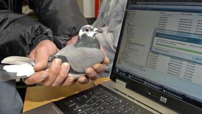 pigeon and computer