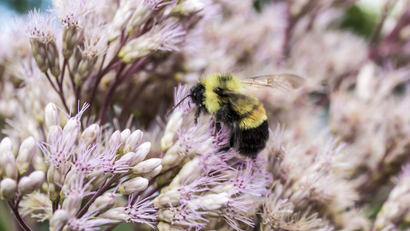 The Rusty Patched Bumble Bee (Bombus affinis), which was just put on the U. S. Endangered Species list.