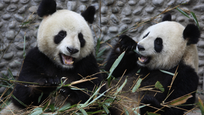 Giant Pandas Yuan Zai (L) and Huan Huan eat bamboo branches at Chengdu Research Base of Giant Panda breeding in Chengdu, Sichuan province January 9, 2012. The two giant pandas will be loaned to ZooParc de Beauval in France on January 15, 2012. Picture taken January 9, 2012. REUTERS/China Daily (CHINA - Tags: ANIMALS) CHINA OUT. NO COMMERCIAL OR EDITORIAL SALES IN CHINA - GM1E81A1C1001