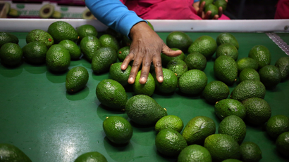 Mexico’s avocado growers increasingly face cartel violence.