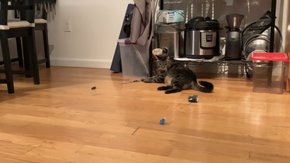 cat roomba toy