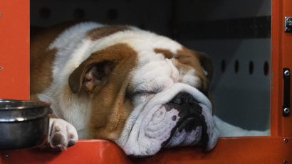 A bulldog snoozes in an orange crate
