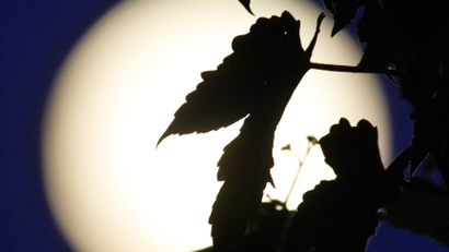 Climbing vines are silhouetted by the supermoon above Edgartown, Mass., Sunday, Aug. 10, 2014, on the island of Martha's Vineyard. President Barack Obama and his family are vacationing on the island. (AP Photo/Jacquelyn Martin)