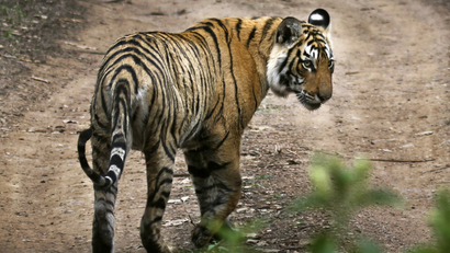 A tiger walks at the Ranthambore National Park