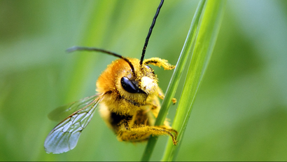 A bee is covered with pollen as it sits on a blade of grass on a lawn in Klosterneuburg April 29, 2013. The European Commission said on Monday it would go ahead and impose a temporary ban on three of the world's most widely used pesticides because of fears they harm bees, despite EU governments failing to agree on the issue. In a vote on Monday, EU officials could not decide whether to impose a two-year ban - with some exceptions - on a class of pesticides known as neonicotinoids, produced mainly by Germany's Bayer and Switzerland's Syngenta. The Commission proposed the ban in January after EU scientists said the chemicals posed an acute risk to honeybees, which pollinate many of the crops grown commercially in Europe. REUTERS/Heinz-Peter Bader