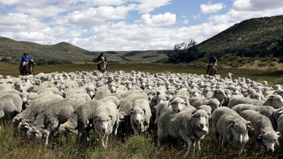 Sheep farming and wool production is one of the main activities in Argentina's Patagonia.