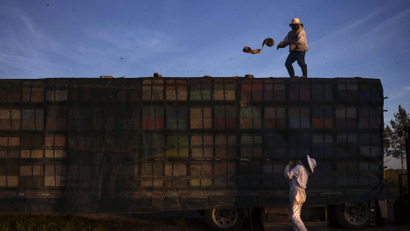 Beekeepers secure a cover over bee hives stacked on a truck as they prepare to transfer the bees to another crop after they completed pollinating a blueberry field near Columbia Falls, Maine.