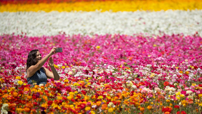 A women takes a selfie as she sits amid thousands of ranunculus flowers at the Flower Fields in Carlsbad, California