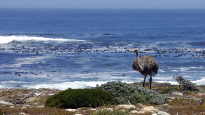 An ostrich walks next to the Atlantic Ocean at South Africa's Cape of Good Hope.. Few people know that the southern Atlantic Ocean was once referred by mapmakers as the Ethiopian ocean.