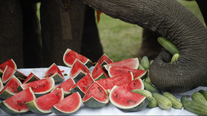 elephant eating watermelon