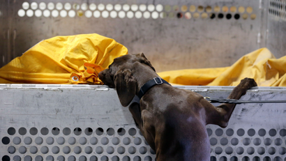 A black dog sniffing a yellow piece of cloth.