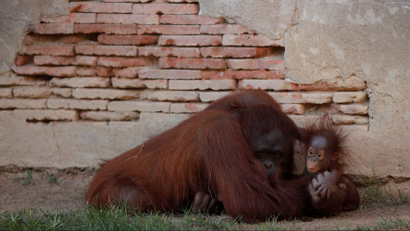 A five-month-old baby female Bornean orangutan (Pongo pygmaeus) plays with her mother Sulli at Bioparc Fuengirola in Fuengirola, near Malaga, southern Spain, September 12, 2016.