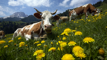 A cow in a meadow