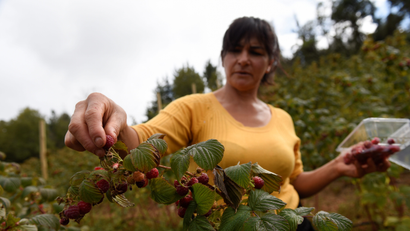 A woman harvests raspberries at a local farm near Chillan, Chile