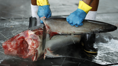 A worker cuts off a shark's fin at a private dock in Puntarenas, north of San Jose October 12, 2010. REUTERS/Juan Carlos Ulate