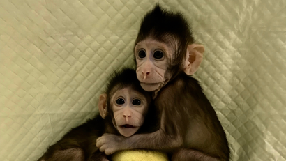 Genetically cloned macaques.